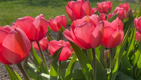 tulipaner sommertid